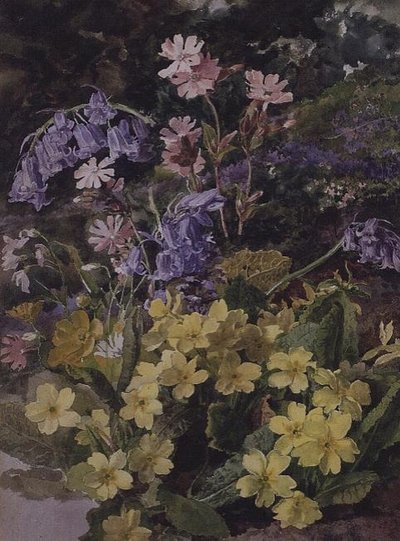 Estudo das Flores de Laura Darcy Strutt