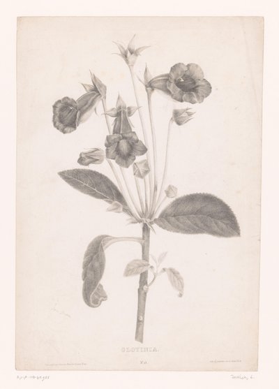 Gloxinia
Gloyinia (título sobre o objecto) de Laure Devéria