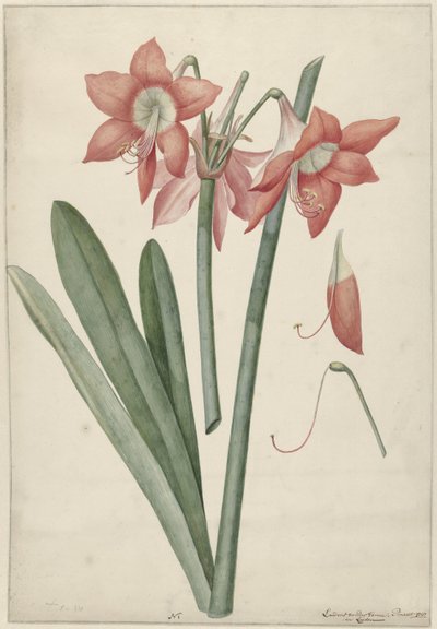 Amaryllis Haoorthia Margaritiferas de Laurens Jacobsz. van der Vinne