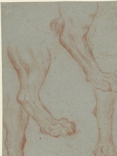 Folha de estudo com duas patas de leão de Leandro Bassano
