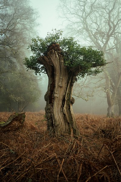Bonsai antigo, 2025 (foto) de Lee Cooper