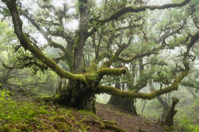 Terra Esquecida III, 2025 (foto) de Lee Cooper