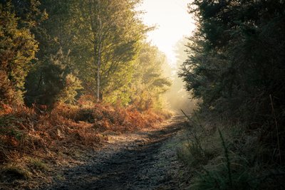 Fantasma da Floresta, 2025 (foto) de Lee Cooper