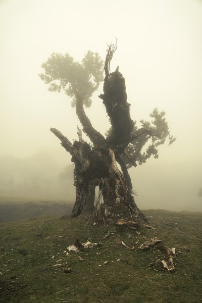 Rootrise, 2023 (foto) de Lee Cooper