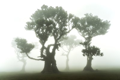A floresta permanece, 2023 (foto) de Lee Cooper