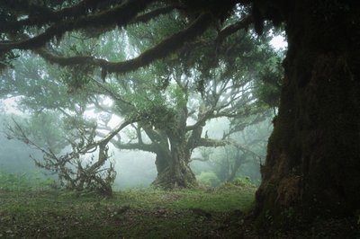 O Bosque da Reunião, 2023 (foto) de Lee Cooper