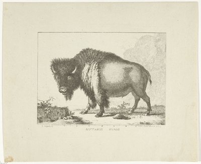 Bizon de Leendert Brasser