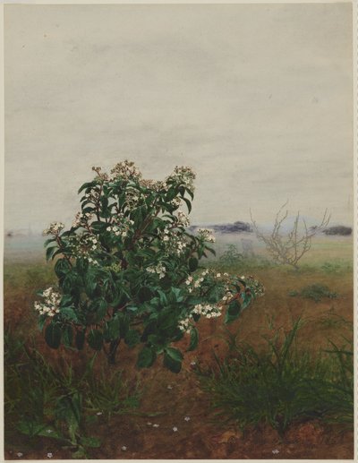 Viburno-tino florido diante de uma paisagem de Léon Bonvin