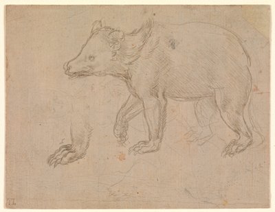 Um urso a caminhar de Leonardo da Vinci