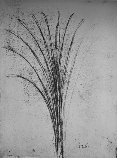 Um junco, c1480 1945 de Leonardo da Vinci
