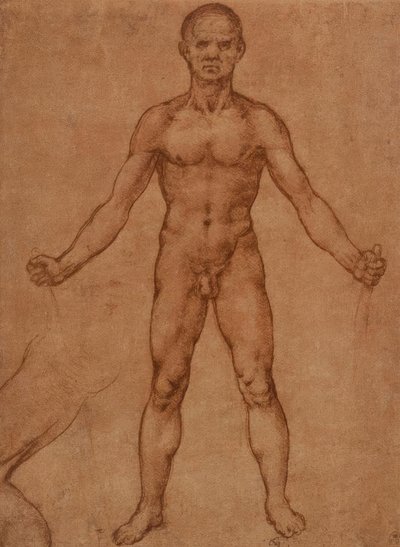 Estudo nu de um homem em pé, vista frontal de Leonardo da Vinci