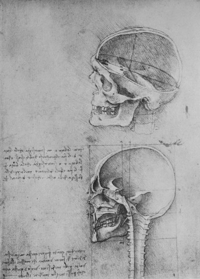 Desenhos anatômicos de dois crânios no perfil à esquerda, c1480 1945 de Leonardo da Vinci