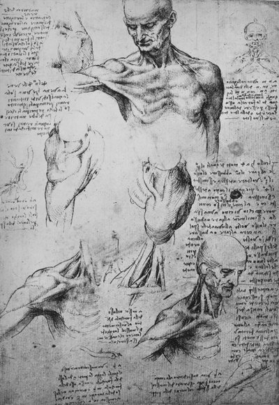 Desenhos anatômicos de um pescoço e ombros de um homem, c1480 1945 de Leonardo da Vinci