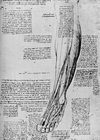 Estudo Anatômico dos Músculos do Pé, 1928 de Leonardo da Vinci