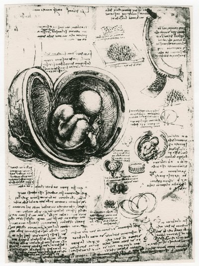 Esboço anatômico de um feto humano no útero, c1510 de Leonardo da Vinci