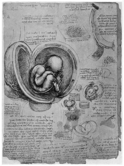 Esboço anatômico de um feto humano no útero, c1510 1954 de Leonardo da Vinci