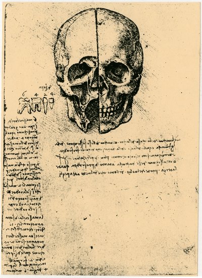 Esboço anatômico de um crânio humano, c1472-1519 de Leonardo da Vinci