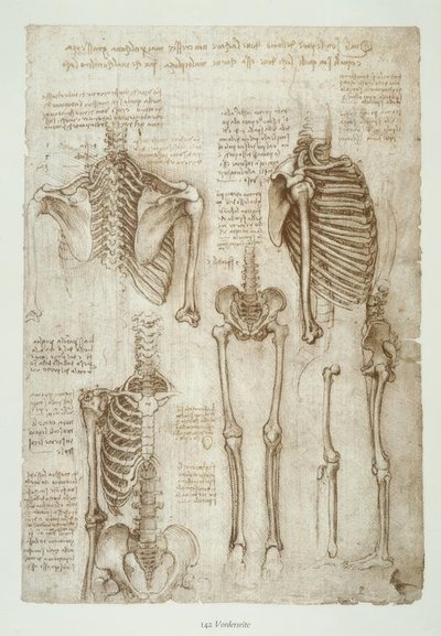 estudos de anatomia de Leonardo da Vinci