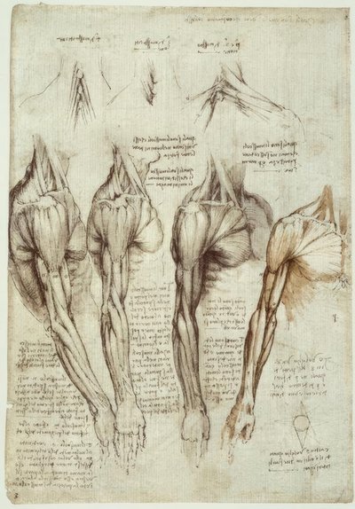 estudos de anatomia de Leonardo da Vinci