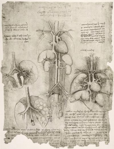 estudos de anatomia de Leonardo da Vinci