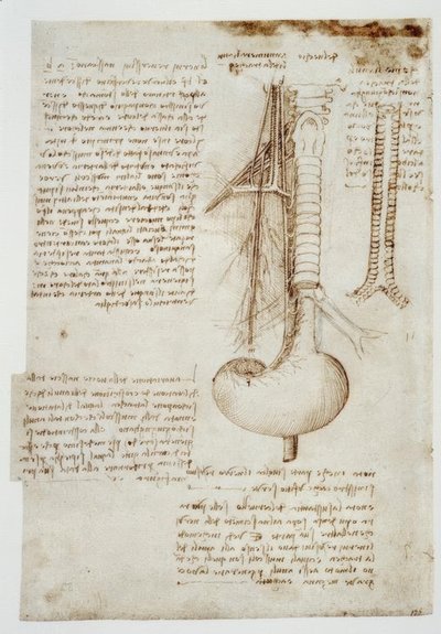 estudos de anatomia de Leonardo da Vinci