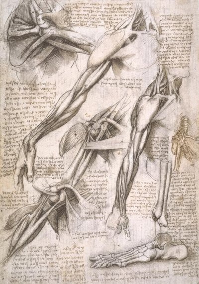 estudos de anatomia de Leonardo da Vinci