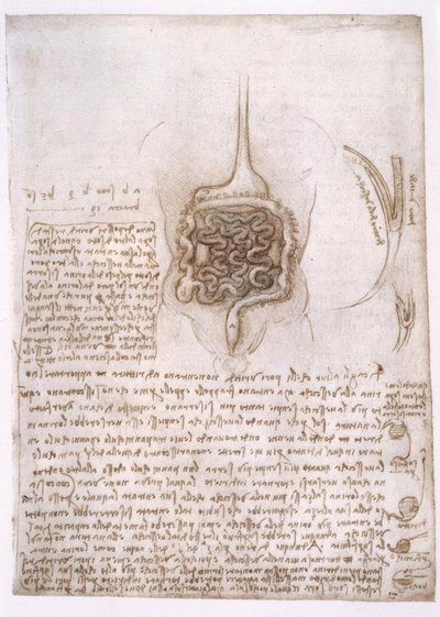 estudos de anatomia de Leonardo da Vinci