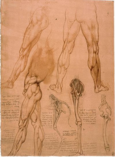 Estudos de anatomia: músculos das pernas de Leonardo da Vinci