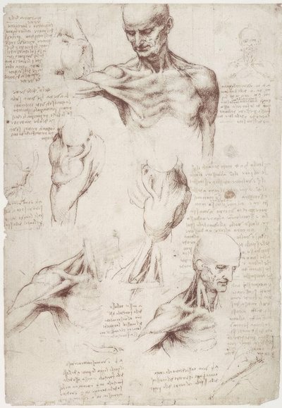 Estudos de anatomia: Os músculos da superfície do pescoço e ombro de Leonardo da Vinci