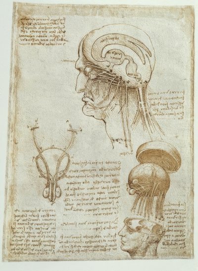 Estudos de anatomia: Cérebro, câmaras cerebrais e nervos cranianos - masculino de Leonardo da Vinci