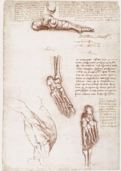 Estudos de anatomia: Anatomia da superfície do ombro - osso do pé de Leonardo da Vinci