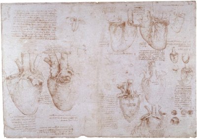 Estudos de anatomia: Veias de superfície ... de Leonardo da Vinci