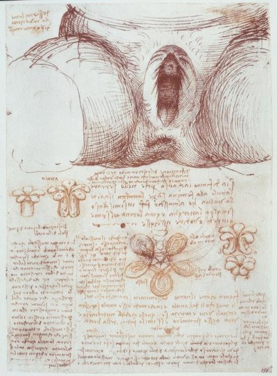 Estudos de anatomia: vulva de uma mulher multípara após o nascimento de Leonardo da Vinci