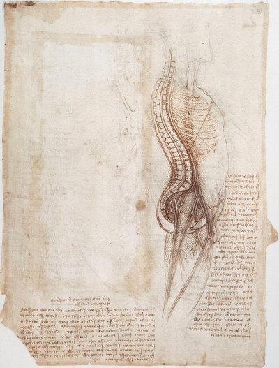 Estudos de anatomia: coluna ... de Leonardo da Vinci