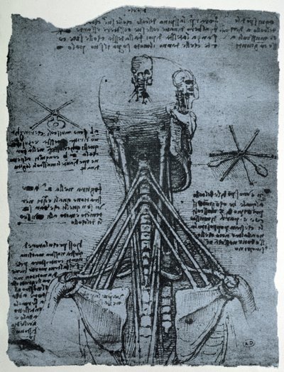 Estrutura óssea do pescoço e do ombro humano, cópia fac-símile de Leonardo da Vinci