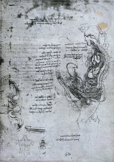 Coição de homem e mulher hemisectados, cópia fac-símile de Leonardo da Vinci