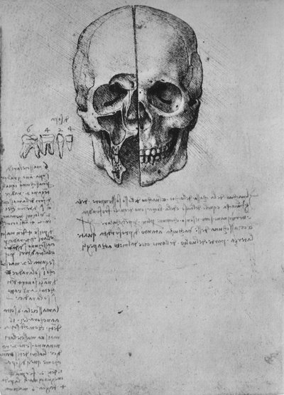 Desenho de duas metades de uma caveira, c1480 1945 de Leonardo da Vinci