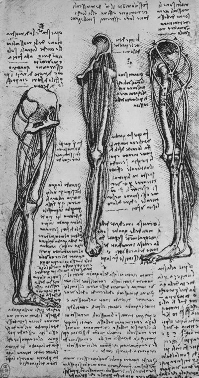 Desenhos de uma perna esquerda mostrando ossos e tendões, c1480 1945 de Leonardo da Vinci