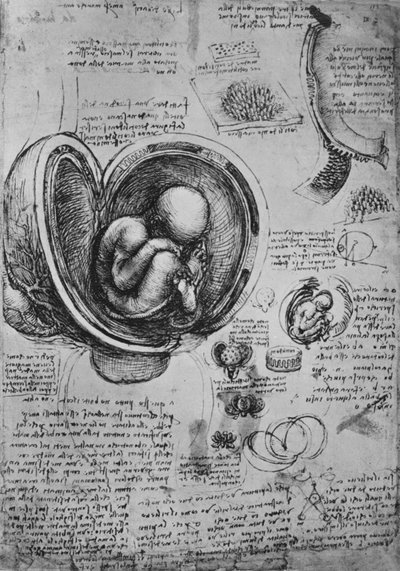 Desenhos de um embrião no útero, c1480 1945 de Leonardo da Vinci