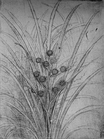 Juncos floridos, c1480 1945 de Leonardo da Vinci