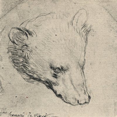 Cabeça de um urso, c1480 1945 de Leonardo da Vinci