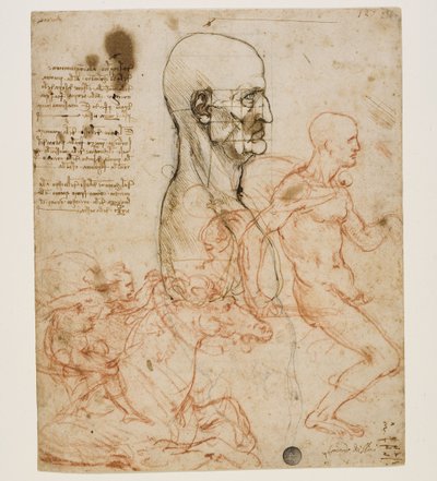 Busto humano de perfil com estudo de proporções, c. 1490-1499. de Leonardo da Vinci