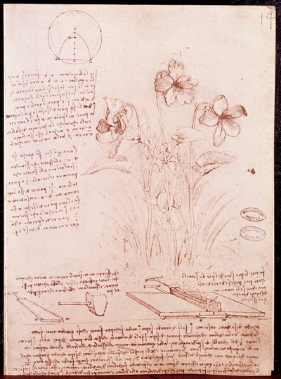 Notas e esboços de botânica e geometria: narcissus. Desenho em página dupla de manuscrito de Leonardo da Vinci (Leonardo da Vinci) (1452-1519) de Leonardo da Vinci