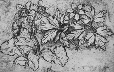 Esboço de uma planta, c1480 1945 de Leonardo da Vinci