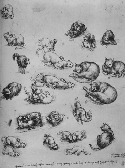 Estudos de gatos e de um dragão, c1480 1945 de Leonardo da Vinci