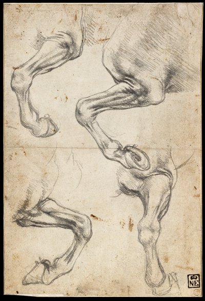 Estudos da perna do cavalo de Leonardo da Vinci