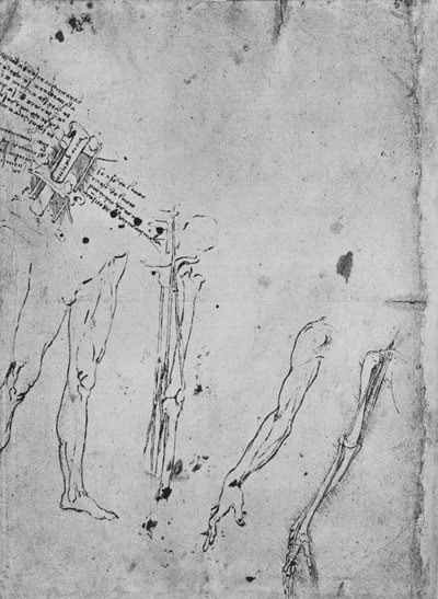 Estudos de Pernas, Ossos e Tendões de uma Perna, de um Braço e dos Ossos e Tendões de A de Leonardo da Vinci