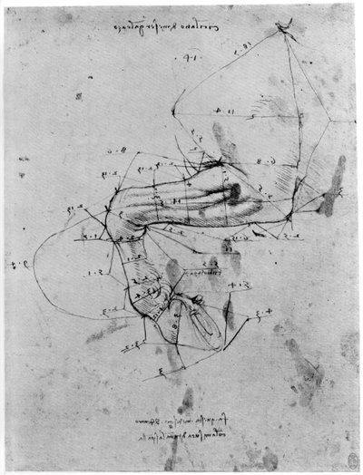 Estudo na proporção de uma perna de cavalo, final do século XV ou início do século XVI, 1954. de Leonardo da Vinci