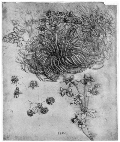 Estudo de uma planta da Estrela de Belém, 1505-1507 1954 de Leonardo da Vinci