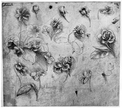 Estudo de flores, c1481-1483 1954. de Leonardo da Vinci